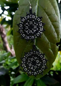 kaugsai aretes 7